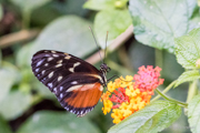 Botanika Bremen - Tropische Schmetterlinge