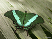 Smaragd Schwalbenschwanz (Schmetterlingshaus Mainau)
