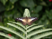 Brauner Segelfalter (Schmetterlingshaus Mainau)